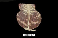 藏品(油畫海扇蛤)的圖片